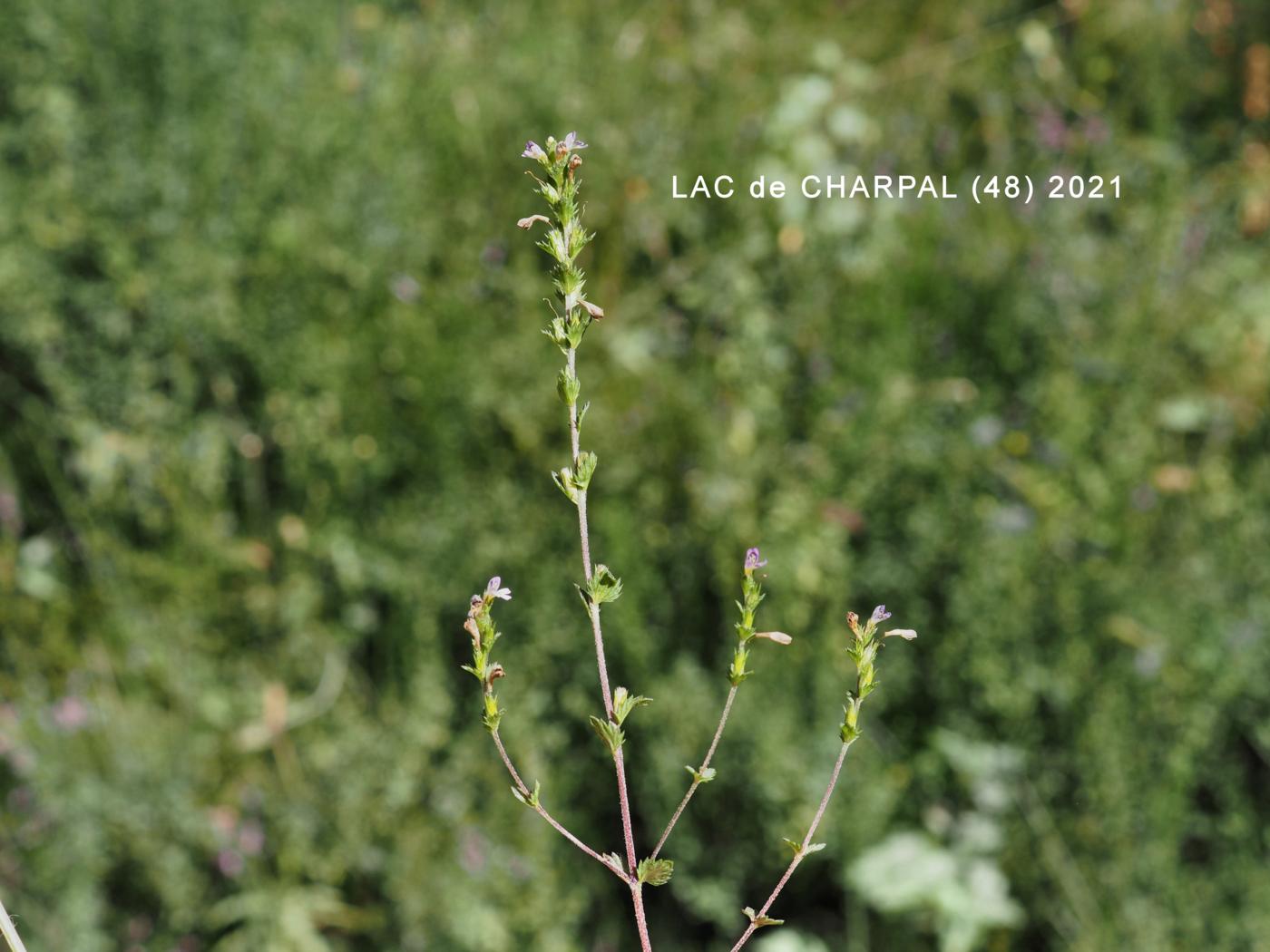 Eyebright, Slender plant